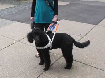 Foto: Auf dem Foto ist eine Frau mit Blindenführhund abgebildet. Dieser trägt ein Führhundegeschirr. Beide stehen auf einem Plattenweg.