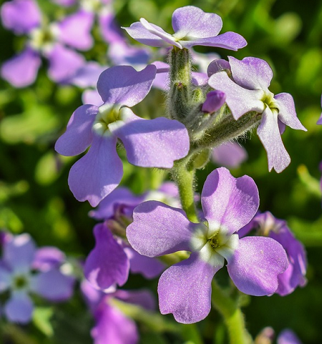 Bildbeschreibung: Das Bild zeigt mehrere lila Blüten der Dreihörnigen Levkoje Pflanze. Ende der Bildbeschreibung.
