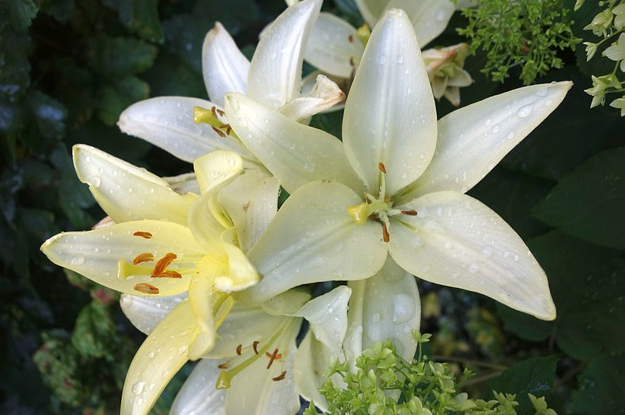 Bildbeschreibung: Das Bild zeigt drei weißgelbe Blüten der Madonnenlilie. Ende der Bildbeschreibung.