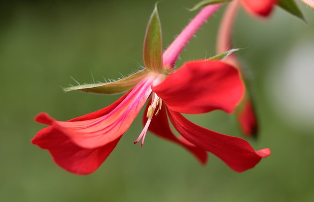 Bildbeschreibung: Das Bild zeigt eine rote Blüte einer Pelargonie. Ende der Bildbeschreibung.