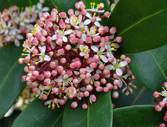 Bildbeschreibung: Auf dem Foto ist eine Skimmie Pflanze mit ihren beerigen Blüten in roter Farbe und den elliptischen ledrigen Blättern zu sehen. Ende der Bildbeschreibung. 