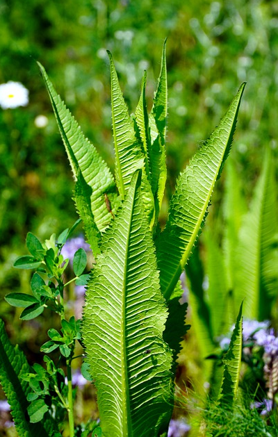 Bildbeschreibung: Das Bild zeigt eine Tabakpflanze mit den typischen großen grünen Blättern. Ende der Bildbeschreibung.