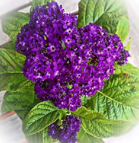 Bildbeschreibung: Auf dem Bild ist eine Vanilleblume mit mehreren Blüten in dunkellila abgebildet. Ende der Bildbeschreibung.