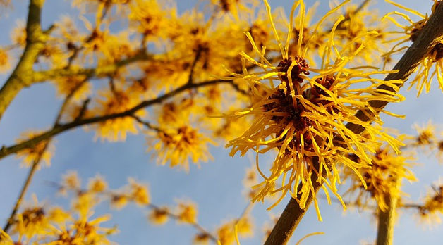 Bildbeschreibung: Das Bild zeigt die Pflanze Zaubernuss mit ihren vielen gelbe, fadenförmige Blüten. Ende der Bildbeschreibung. 