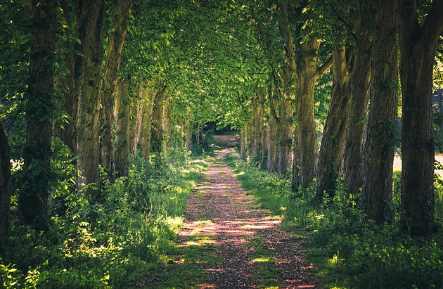 Bildbeschreibung: Bild 1 zeigt eine Allee von Bäumen, das heisst, rechts und links eines Waldweges sind Baume in vollem Grün zu sehen. Die Sonne scheint in den Wald herein und wirft teilweise Schatten auf den Weg. Ende der Bildbeschreibung.