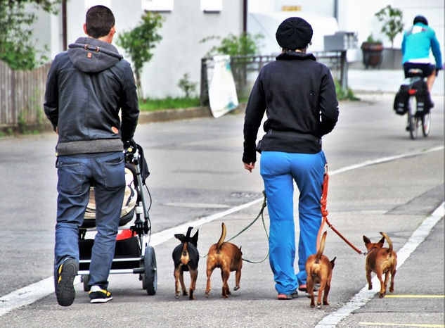 Bildbeschreibung: Bild 2 zeigt links einen Mann mit Kinderwagen und rechts neben ihm eine Frau mit je 2 kleinen Hunden an der Leine an der rechten und linken Hand. Vor ihnen im Bildhintergrund ist ein Radfahrer rechts zu sehen. Ende der Bildbeschreibung. 