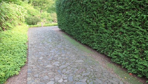 ein angelegter Gehweg wird rechts und links von einer Hecke begrenzt 